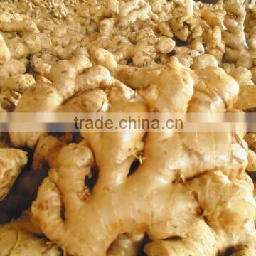 FRESH GINGER big size