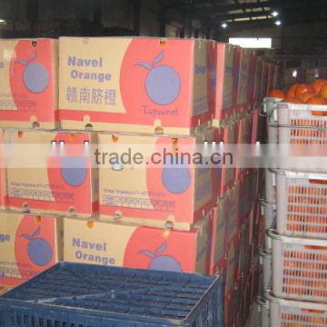 Fresh navel orange in 15kg carton