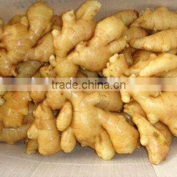 chinese fresh ginger specification