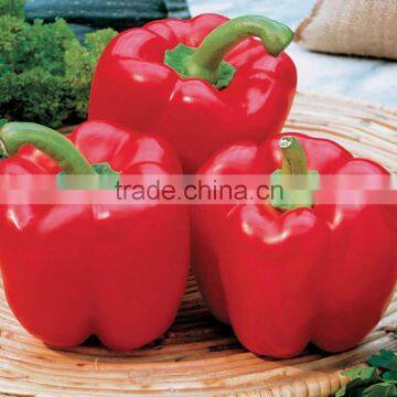 F-1 Hybrid Capsicum Red seeds