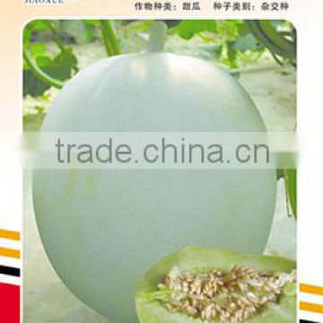 Hybrid F1 High Resistance Green Sweet Melon Seeds For Growing-Jade Green F1