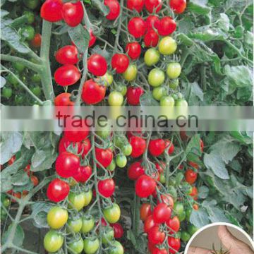 Hybrid Cherry tomato seeds for growing- 10-Up