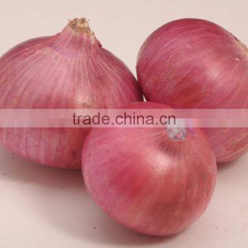 Fresh Red Onion Leading Exporer to Dubai