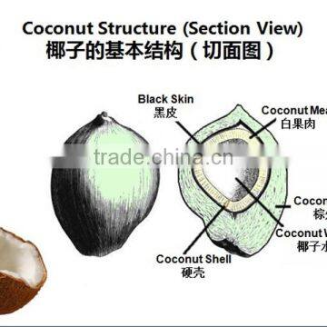 High Quality Newest Cold Pressing Coconut Oil Press Machine For Virgin Coconut Oil photo-4