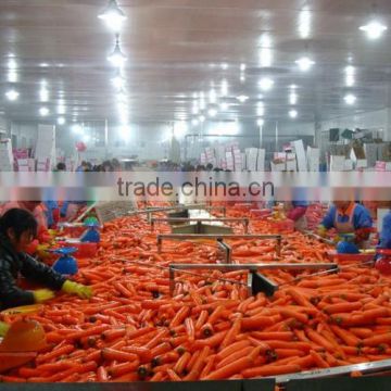 Carrot Washing Peeling Prodcution Line Processing Line