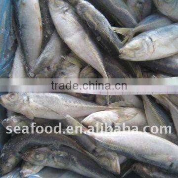 trachurus japonicus frozen horse mackerel