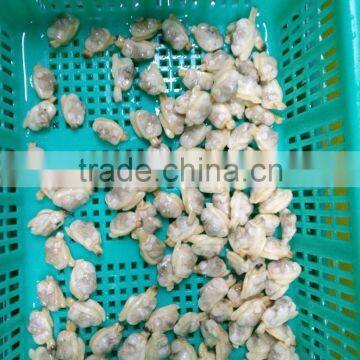 FROZEN SEAFOOD SHORT NECKED CLAM MEAT IQF FOR EXPORT