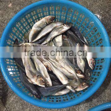 2016 Newly Fresh Frozen Horse Mackerel 5-6pcs/kg