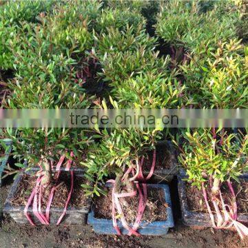 Syzygium Buxifolium Bosnai S Shape photo-2