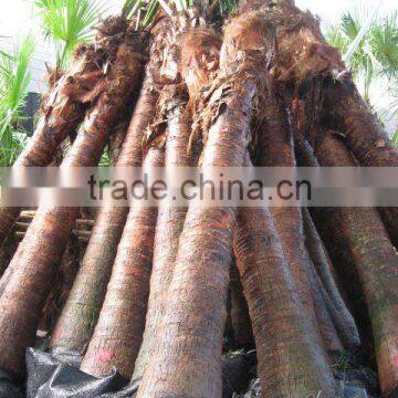 livistona chinensis fan gardening palm trees