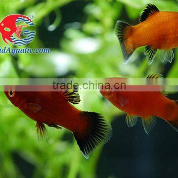 Red Wagtail Platy Bleeding Farm and Export From Thailand