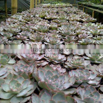 Echeveria shaviana Pinky decorative plants echeveria, succulent plants, tropical plants