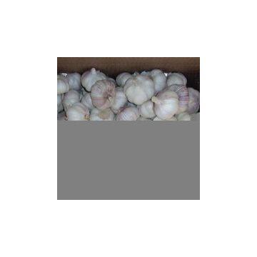 Normal White Garlic