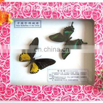 2015 New Coming 100 Real Butterfly Mounted in Frames - Decoration & Gifts photo-3