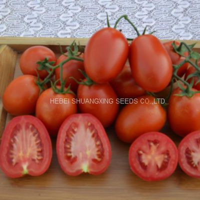 Big Oval Shape Rio Grande Hybrid Tomato Seeds Vegetable Seeds