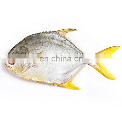 china iqf golden pomfret frozen golden pompano frozen golden pomfret fish