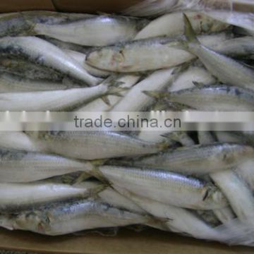 Frozen all types of sardine fishes for sale