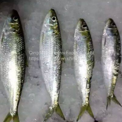 Sardine Fish Export Frozen Sardine Fish Whole Round Frozen Sardine Fish photo-2