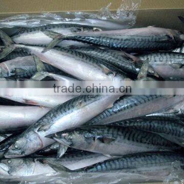 WR Atlantic Mackerel photo-4
