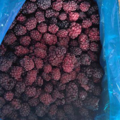 New Crop High Quality IQF Freeze Frozen Blackberry
