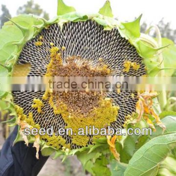 1317 Hebei Shuangxing Hybrid Sunflower Seed