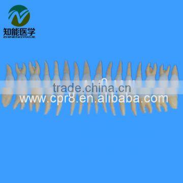 Adult tooth model group company (32 teeth) BIX - L1033