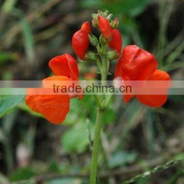 Scarlet Runner Bean, phaseolus, flower seeds , herb seed,vegetalbe seed,fruit seed,grass seed