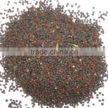 Canola seed