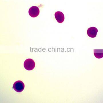 Chick Embryo Prepared Slides photo-5