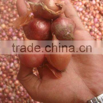 Pickle size Onion from Pakistan