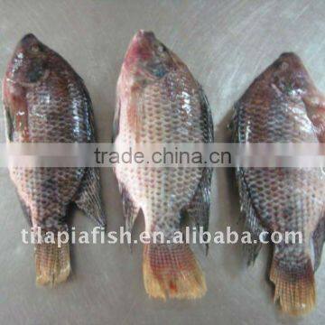 China Origin Tilapia Gutted and Scaled Fish