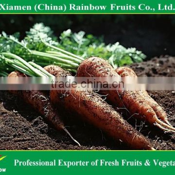 Fresh vegetable fresh carrot red carrot with competitive price