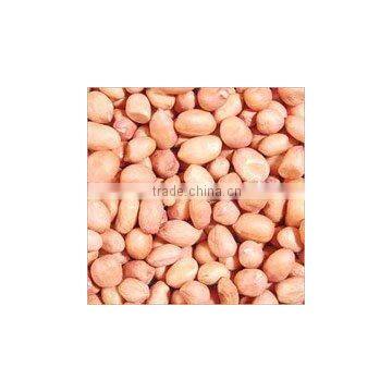 Java Peanuts photo-4