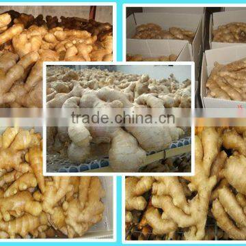 Fresh ginger for hot sale