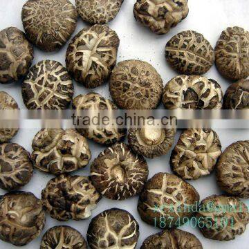 dried sping mushroom