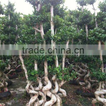 ficus microcarpa,multi S Shape