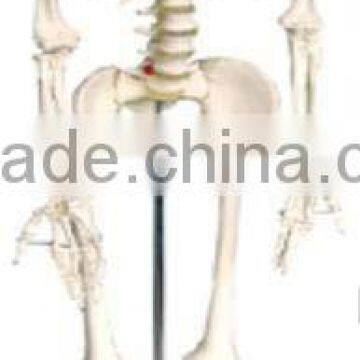 MEDICAL/TEACHING MODEL-Human Skeleton LM1001 170CM/85CM