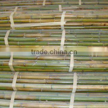 Supporting role Green and high quality bamboo pole.