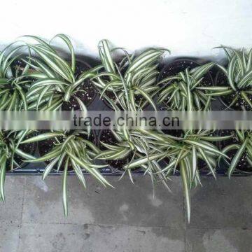 12.5CM Deep 10 Pack Shuttle Pot Carrier photo-2