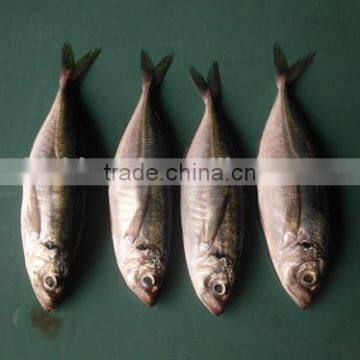 Good quality frozen round scad 10-12pcs/kg