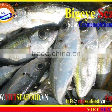 FROZEN BIGEYE SCAD WHOLE ROUND photo-5