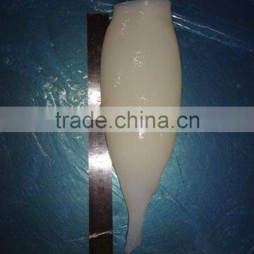 HACCP,QS Certification Frozen Illex Squid Tube photo-6