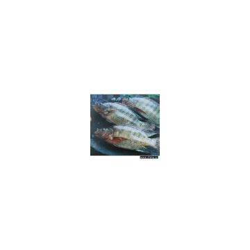 Sell Frozen Tilapia