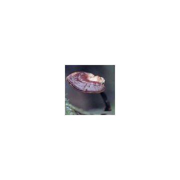 Reishi Mushroom P.E.