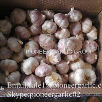 New Crop Fresh Chinese Normal White Garlic (5.0cm, 5.5cm, 6.0cm)Mesh Bag Or Box Packing photo-4