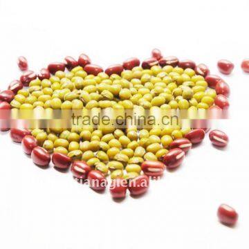 organic mung bean