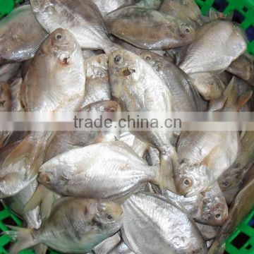 Frozen Whole Round Butterfish 100-120g/pcs A