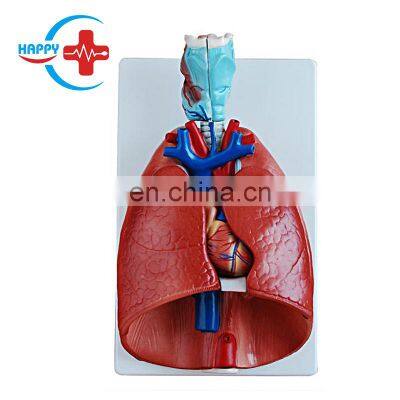 HC-S262 Professional Anatomical Teaching Organ Model Medical School Human Larynx Heart and Lung Model