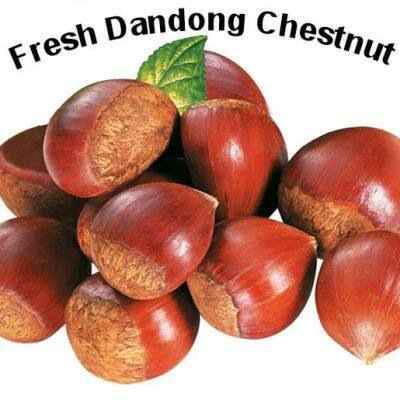 Dan Dong Chestnut