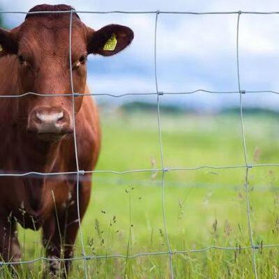 Cadre de fil galvanisé, treillis métallique soudé à mailles carrées, clôture de terrain, enclos pour bovins